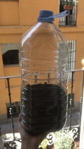 Balcony Gardening: Grow Tomatoes from Slices in Containers Image